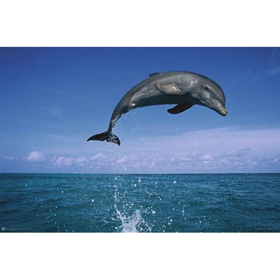 Grote posters van dolfijn in de zee