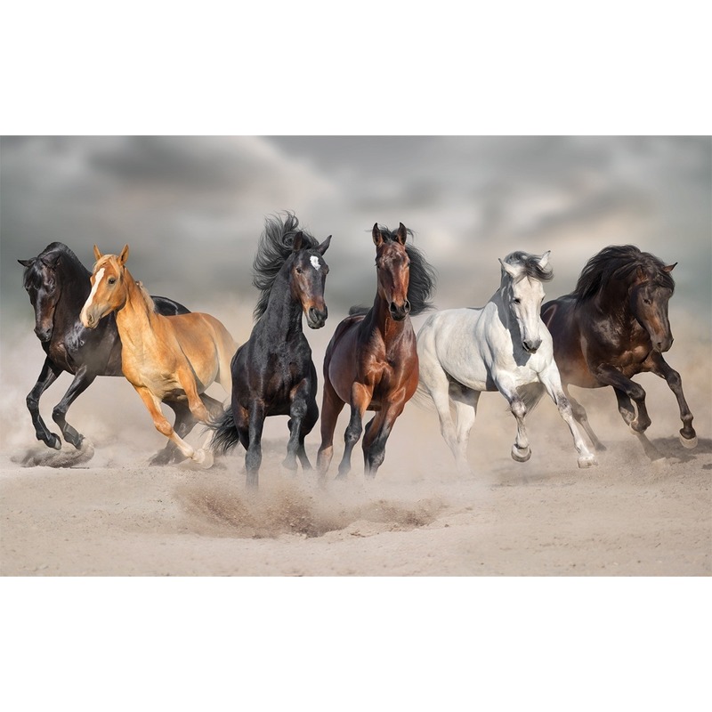 Poster paarden galopperend in het zand 84 x 52 cm