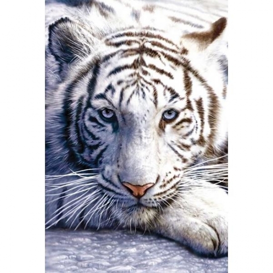 Poster witte tijger 61 x 91 cm