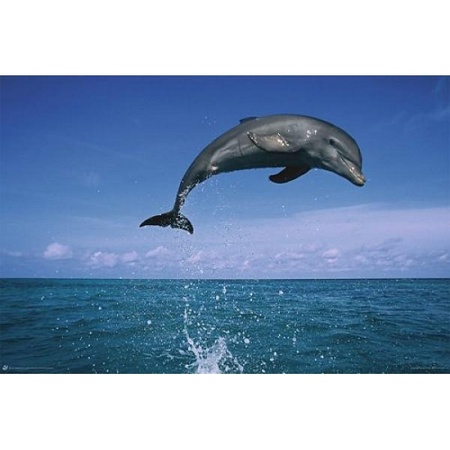 Poster dolphin 61 x 91,5 cm