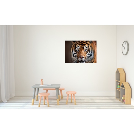 Poster natuur Siberische tijger 84 x 59 cm