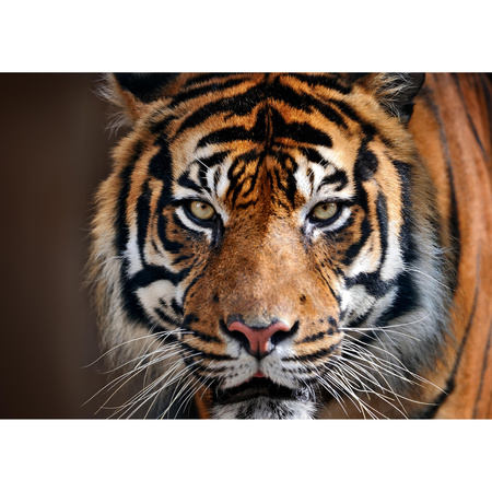 Poster Sybrian tiger 84 x 59 cm