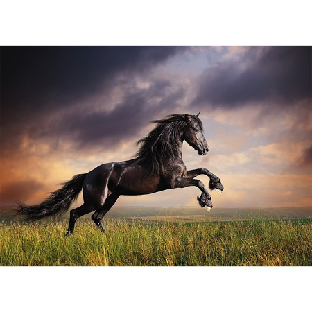 Poster zwart galopperend paard / hengst  84 x 59 cm
